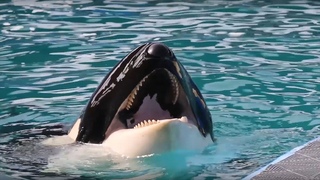 Ayuda a que #Lolita y las orcas en Marineland Antibes sean enviadas a un santuario costero