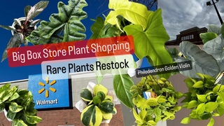 Big Box Store Plant Shopping Rare Plants Restock Walmart House Plants Krogers Grocery Store Plants