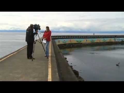 Octopus Eats Seagull, Woman Becomes Famous Shaw TV