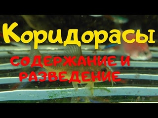СОМИКИ - КОРИДОРАСЫ - содержание и разведение.