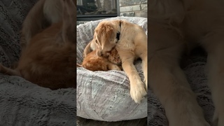 Dog Has No Respect for Cat’s Personal Space || ViralHog