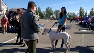 Ринг Доброе Сердце, на мой взгляд- главное событие выставки Кубок НЕМЕЦКИЙ ДОГ-2019