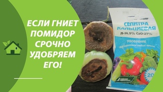 ВЕРШИННАЯ ГНИЛЬ НА ПОМИДОРАХ — КАК БОРОТЬСЯ В ОТКРЫТОМ ГРУНТЕ ПОДКОРМКОЙ ТОМАТОВ КАЛЬЦИЕВОЙ СЕЛИТРОЙ