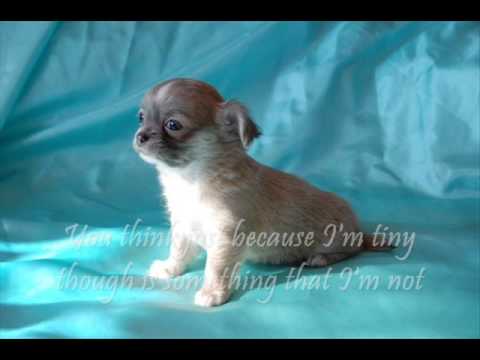 Cha cha cha Chihuahua song