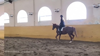 ПРОДАНА. Кобыла Даугава WD, 2017 г.р.