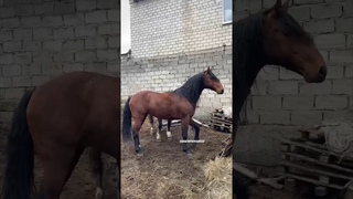 карачаевский жеребец Азарт