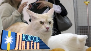 Выставка кошек “Мой пушистый друг“