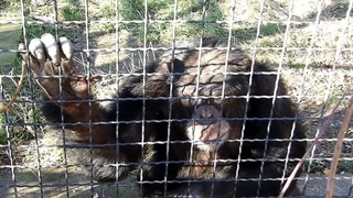 Шимпанзе умеют привлечь внимание! Тайган Chimpanzees know how to attract attention! Taigan