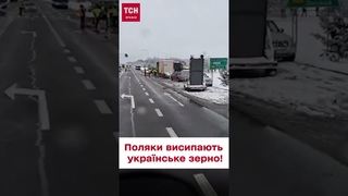 😨 Поляки на кордоні капостять і висипають з фур українське зерно!