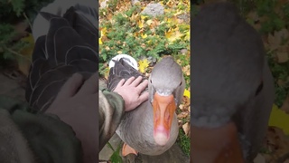Сторожевые гуси  не любят лесных гостей. (гуси против ежа)