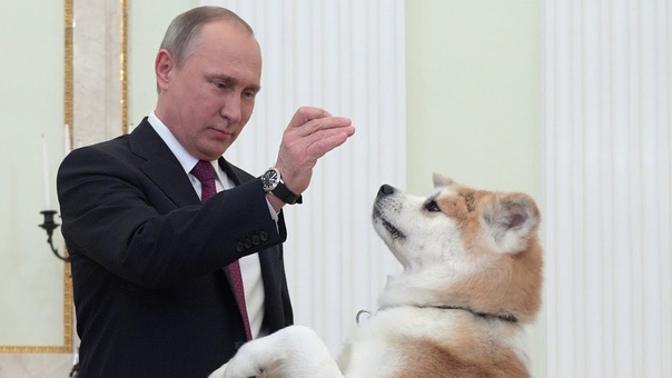 She is being a guard dog Putin jokes as his pet barks at Japanese