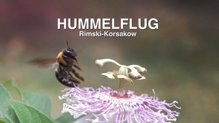 HUMMELFLUG Rimski-Korsakow:Das Mrchen vom Zaren SaltanNATURE & CLASSICSKlassik die man hren muss
