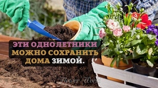 Эти однолетники можно сохранить дома зимой.
