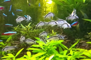 Corydoras arcuatus