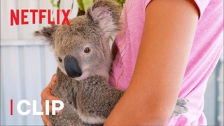 Henry the Baby Koala  Izzy's Koala World | Netflix Jr