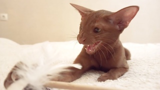 Oriental Kitten Hisses On Cat Toy