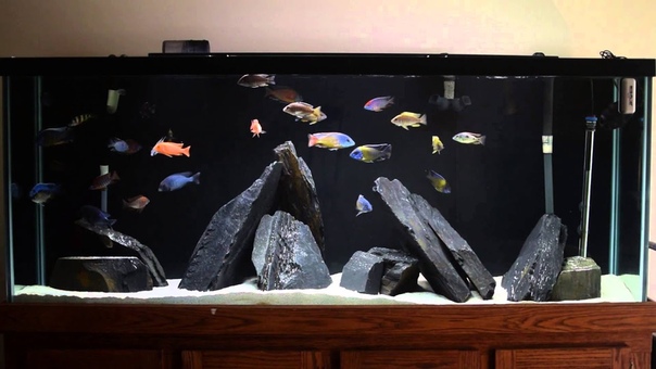 150 Gallon All Male Hap, Peacock Cichlid