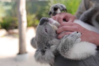 World’s most chilled Koala