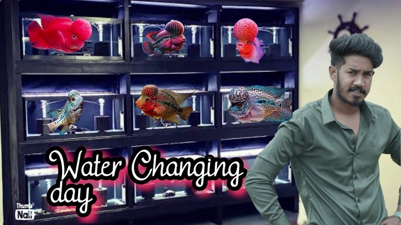 Water changing day Telugu, , weekly maintenance for Flowerhorn in Telugu, , Nitish vlogs