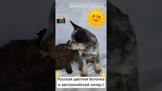 Щенки русской цветной болонки и австралийского хилера в питомнике “Грейт Гардарика“ Спб