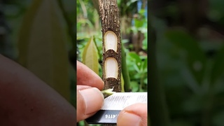 best time to grafting mango trees & feeding seedling EP700 #satisfying #shortsvideo