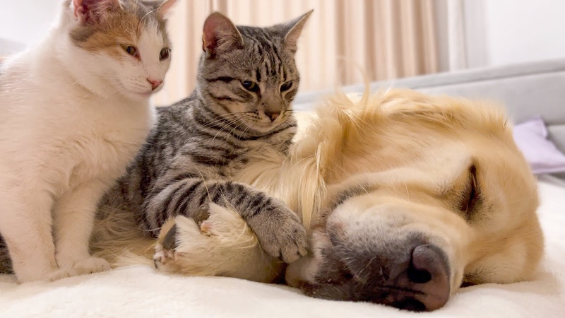 Poor Golden Retriever Attacked by