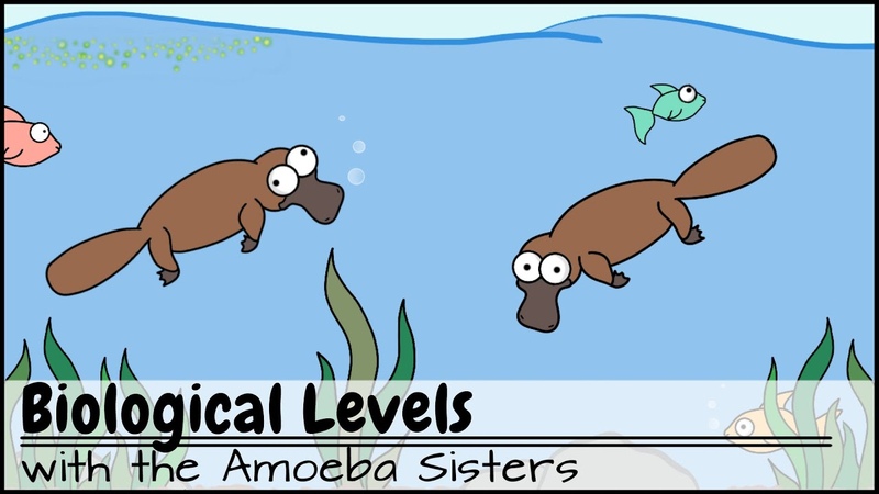 Biological Levels in Biology: The World