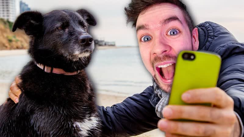 4 ANIMAL GAMES, 1 VIDEO,