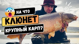 КАРПФИШИНГ - ЭКСПЕРИМЕНТ! Рыбные VS Фруктовые бойлы. Кто поймает КРУПНОГО карпа на рыбалке ВЕСНОЙ