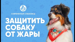 Как помочь СОБАКЕ охладиться и пережить ЖАРУ☀️ Что делать при ПЕРЕГРЕВЕ питомца?