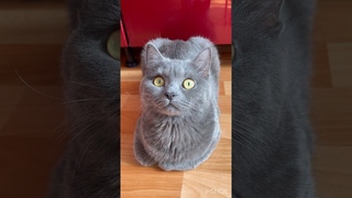 Молодежь! #кошки #shortsvideo #юмор #кошка #cats #озвучка #кот #питомцы #cat #смешныеживотные