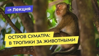 Остров Суматра, в тропики за животными