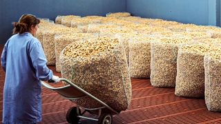 How It’s Made Wine Cork - Harvesting 50 Million Cork Wine and Making Process in factory