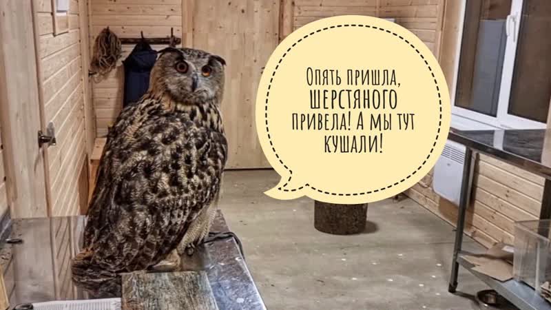 Как сова Ёль первый раз в совешне переночевала. Проверяем