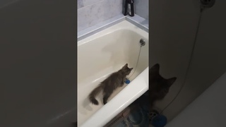 у мамы кошка Муся