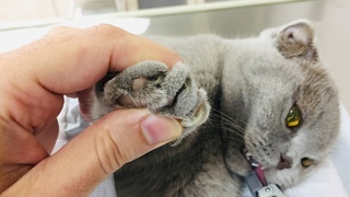 Вот зачем стричь когти кошкам и котам
