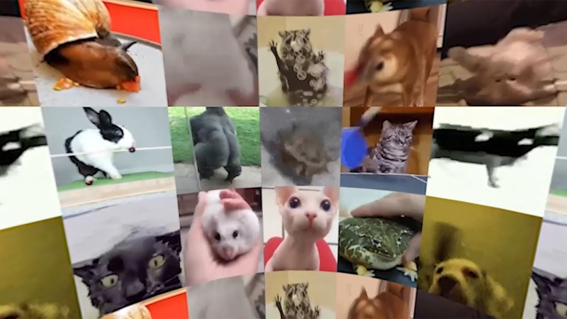 Pets Vibing in Virtual Reality (360