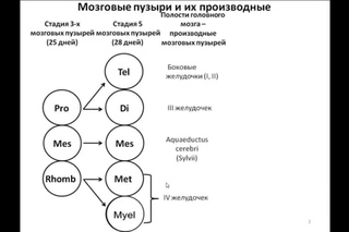 Развитие мозга