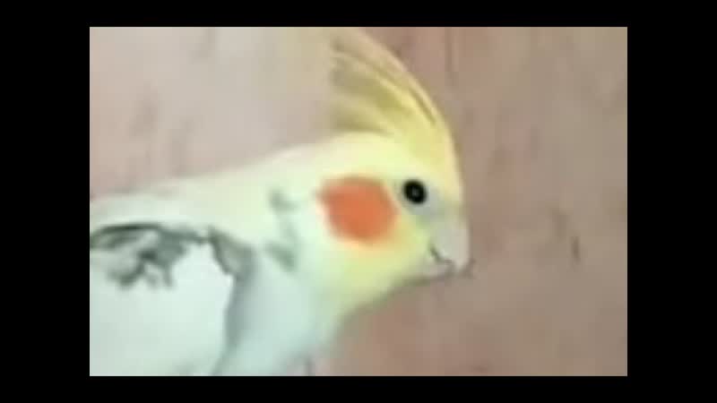 Аркаша хулиган попугай корелла учится говорить, Parrot corella