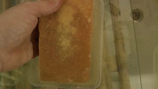 Аулофорус, кормление, содержание, профилактические мероприятия