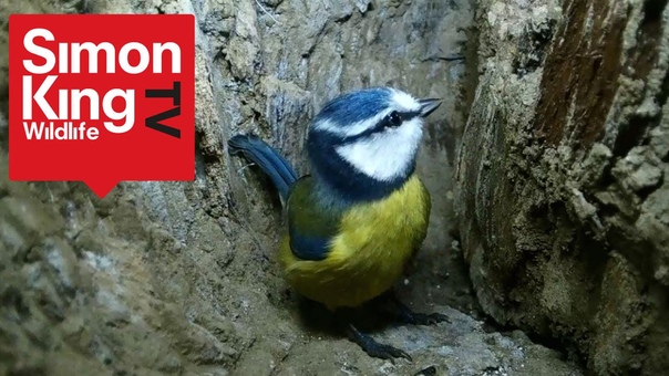 Simon Kings Wild Meadows Ep 10 Close Encounters, Cute Blue Tits and