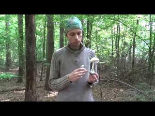 Зелёная сыроежка vs Бледная поганка. Как отличить