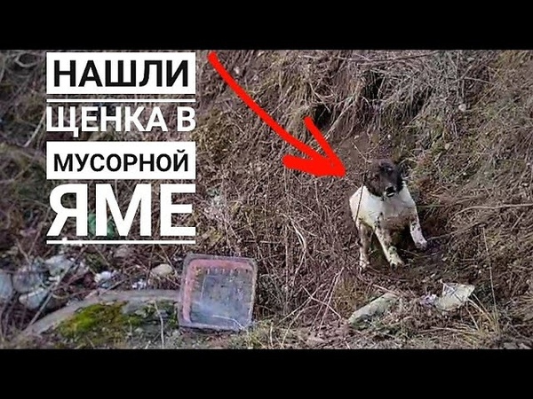 Нашли щенка в канаве, живет на мусорке у