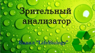 Зрительный анализатор
