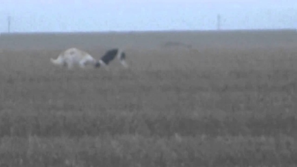 russian borzoi hunting