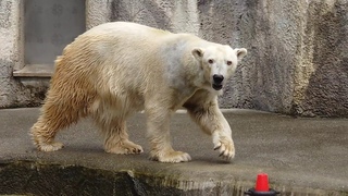2024/10/07 ホッキョクグマのバフィン