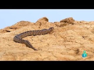 BARDENAS, El Desierto más grande de Europa 🏜️🐍| DOCUMENTAL de ANIMALES HD | Grandes Documentales