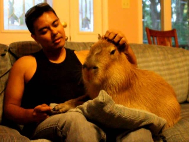 Lap