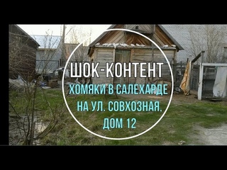Шок-контент ХОМЯКИ в Салехарде