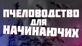 Как завести пчел с нуляпчеловодство для начинающих.Где взять пчелЭлементарные советы с чего начать